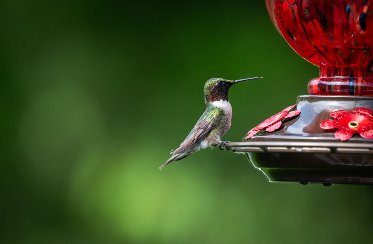 A vibrant ruby-throated hummingbird perched at a bird feeder with a green background.