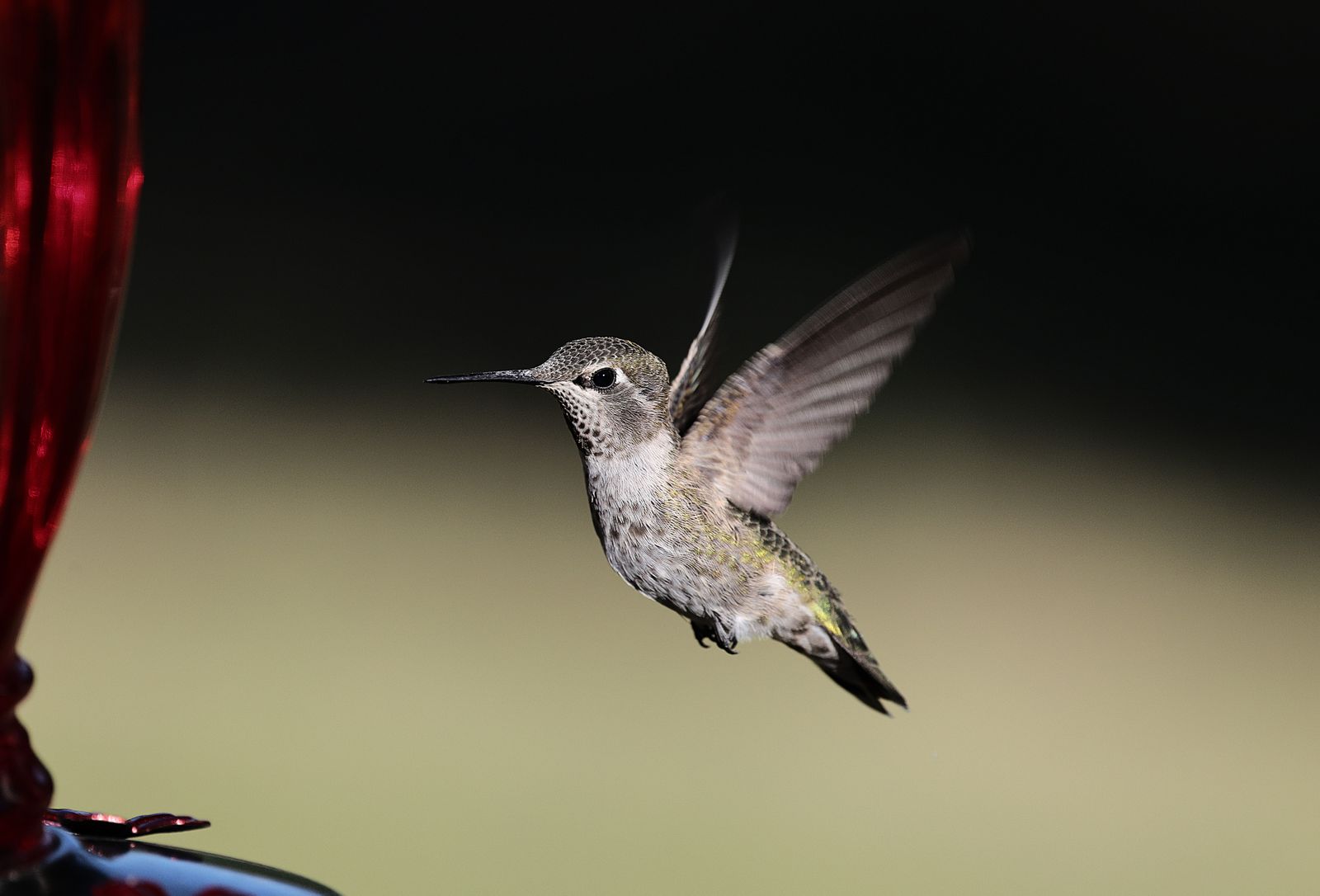 Hanging a Hummingbird Feeder: Branch, Shepherd's Hook, or Pole?