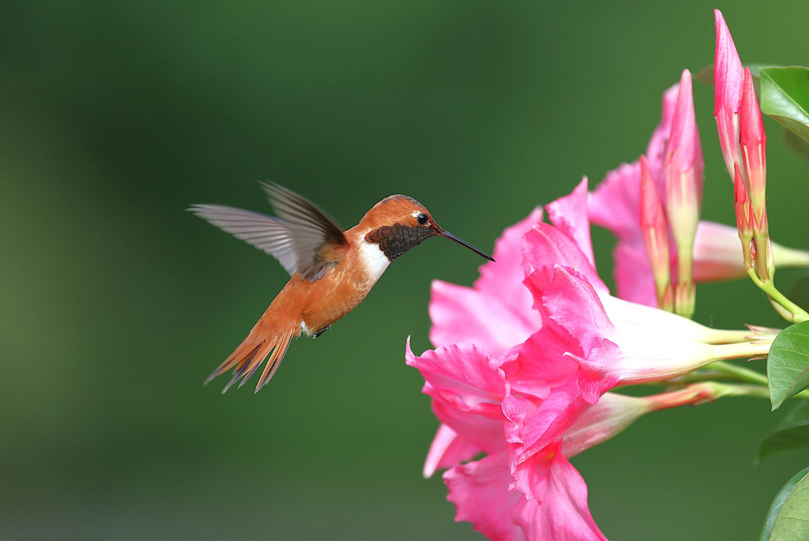 How Fast Does Hummingbird Nectar Spoil in Hot Weather?