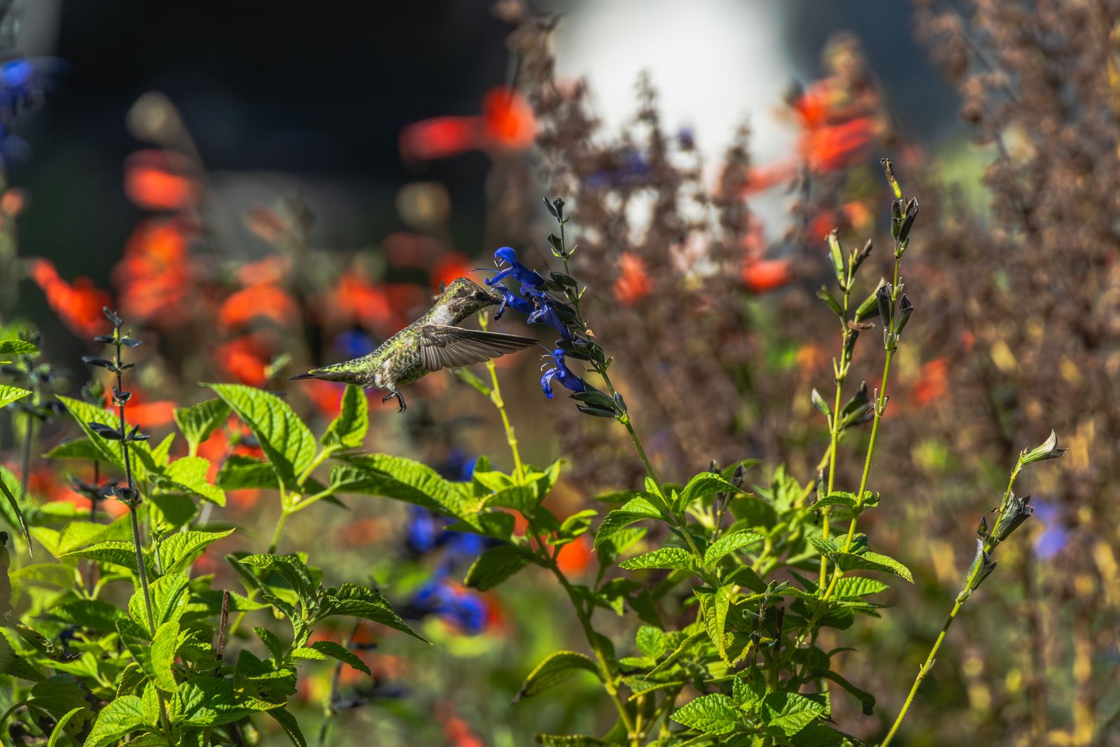 How Fast Does Hummingbird Nectar Spoil in Hot Weather?