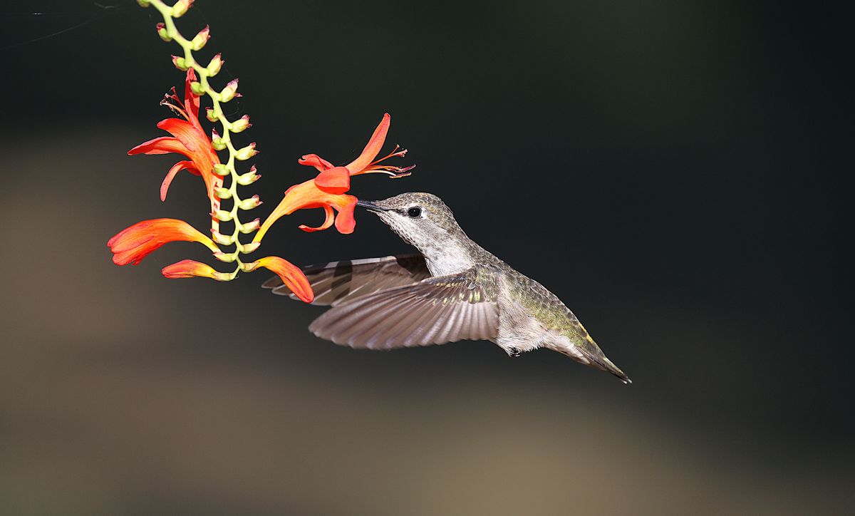 A close-up of an Anna's hummingbird hovering near vibrant red flowers, captured in a garden setting.