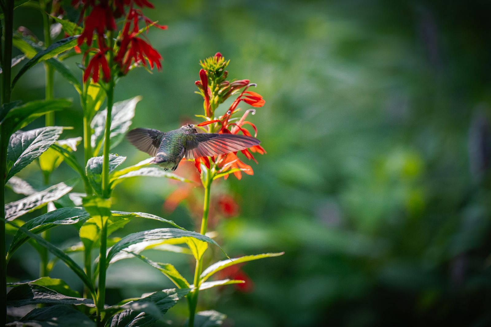 How Many Hummingbird Feeders Should You Run, and How Far Apart?