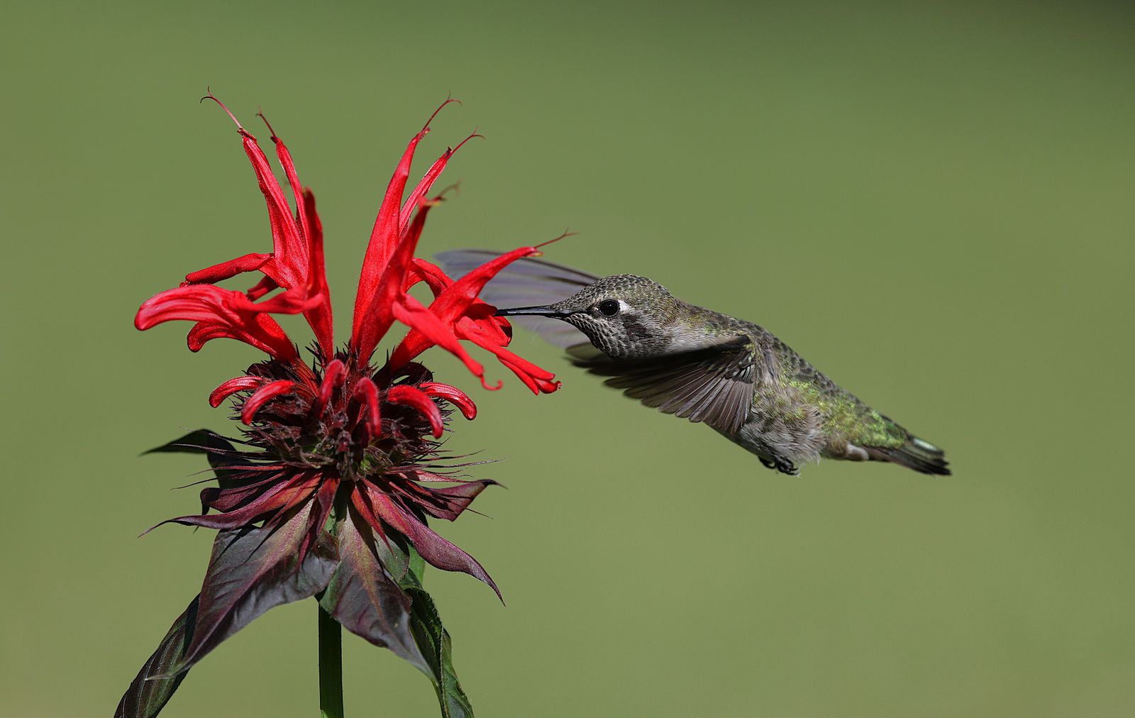 How Many Hummingbird Feeders Should You Run, and How Far Apart?