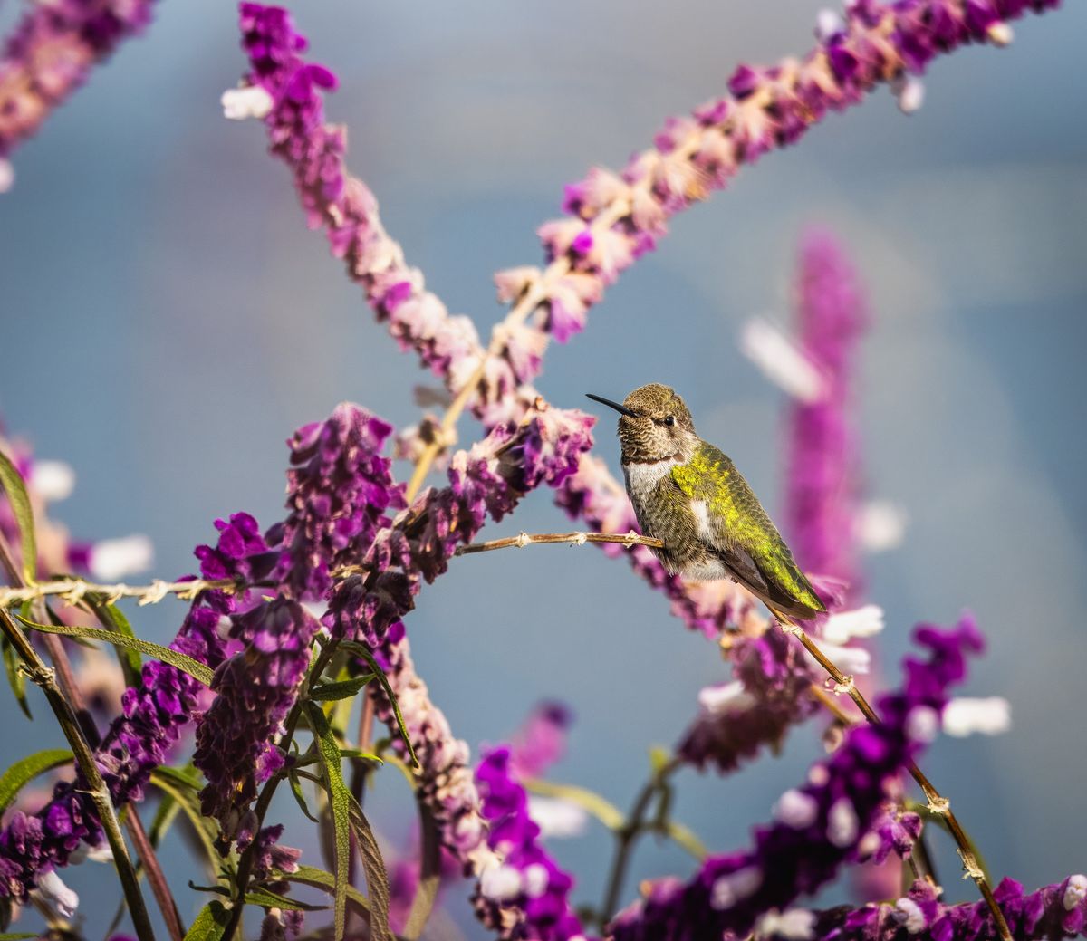 Close-up of a hummingbird perched on vibrant purple flowers in a natural setting.