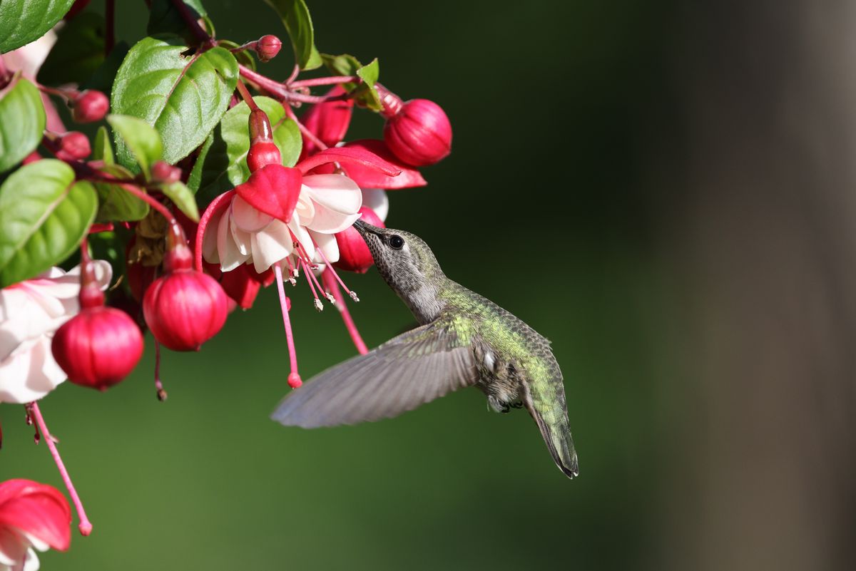 A hummingbird gracefully hovers while feeding on vibrant fuchsia flowers in a garden.