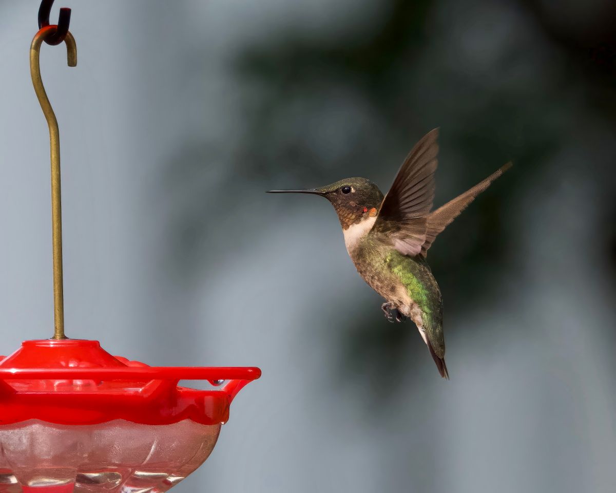 A close-up image of a hummingbird feeding mid-air at a vibrant red feeder.