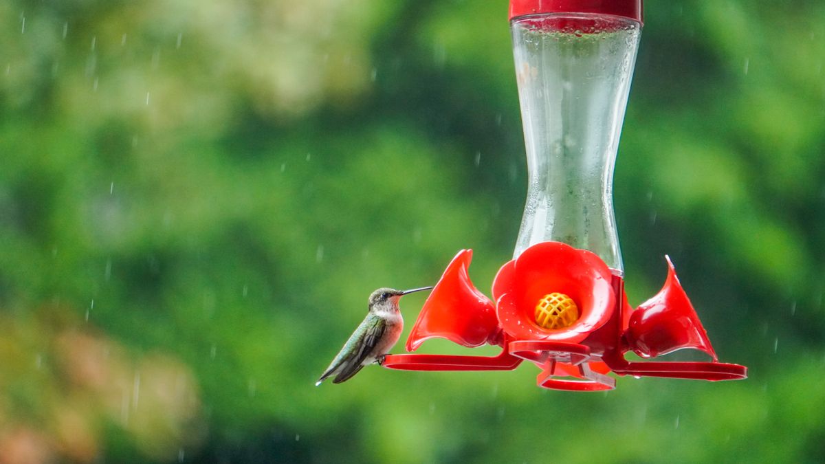 Close-up of a hummingbird at a feeder during rainfall against a lush green background.