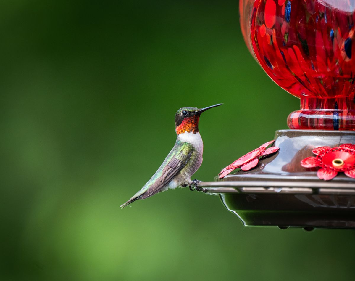A close-up of a Ruby-Throated Hummingbird perched on a red feeder, showcasing its vivid colors.