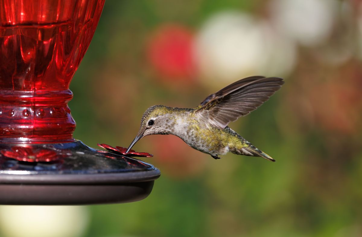 Close-up of a hummingbird drinking from a vibrant red feeder outdoors.