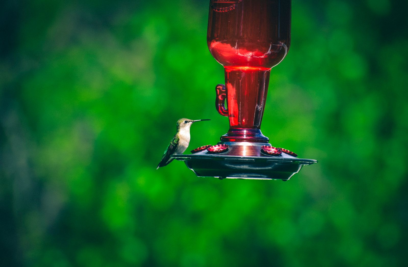 Seasonal Care for Artisan Glass: How to Protect and Clean Your Glass Feeder All Year