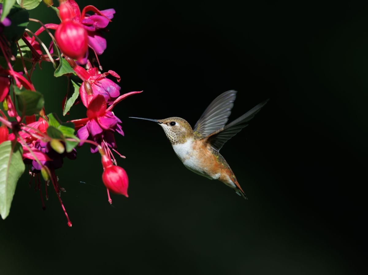A beautiful hummingbird hovers near bright pink flowers in a dark, serene garden setting.