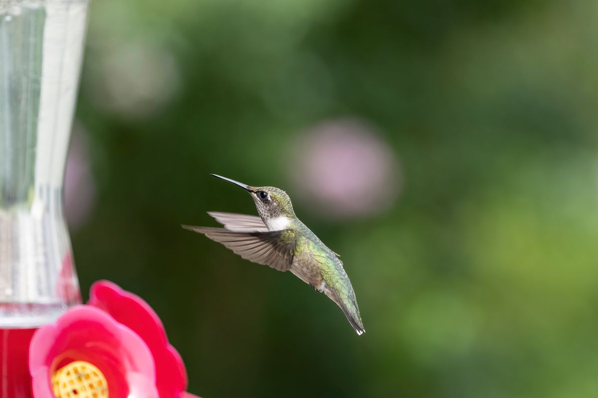 A stunning close-up of a hummingbird in flight near a vibrant feeder with a blurred background.