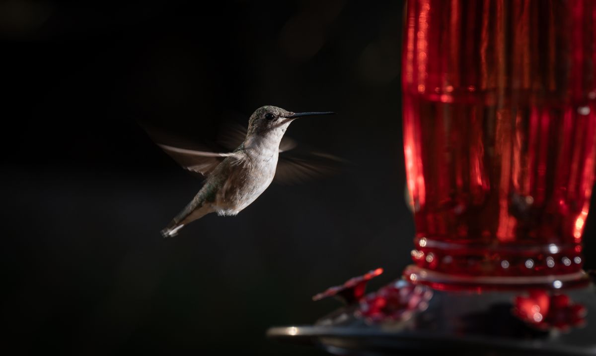 A hummingbird gracefully hovers at a vibrant red feeder, showcasing its delicate beauty.