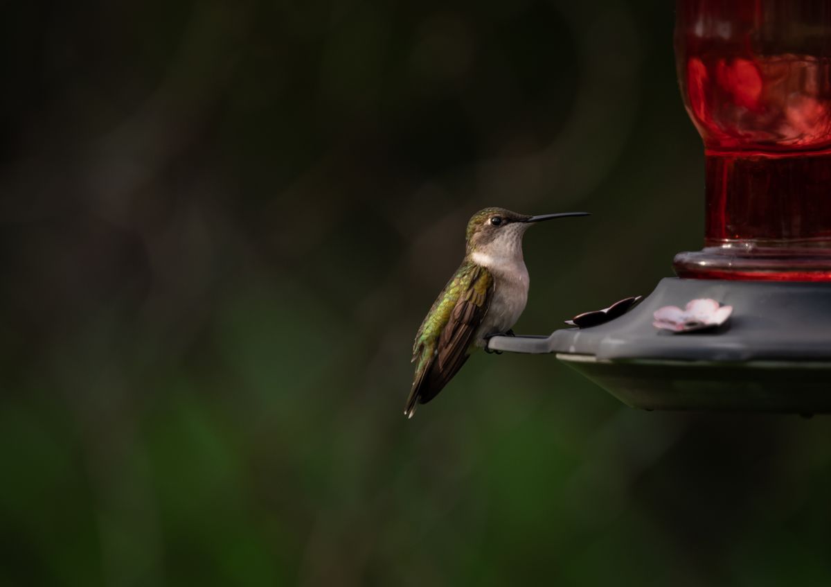 A detailed shot of a hummingbird perched on a red feeder with a blurred background.