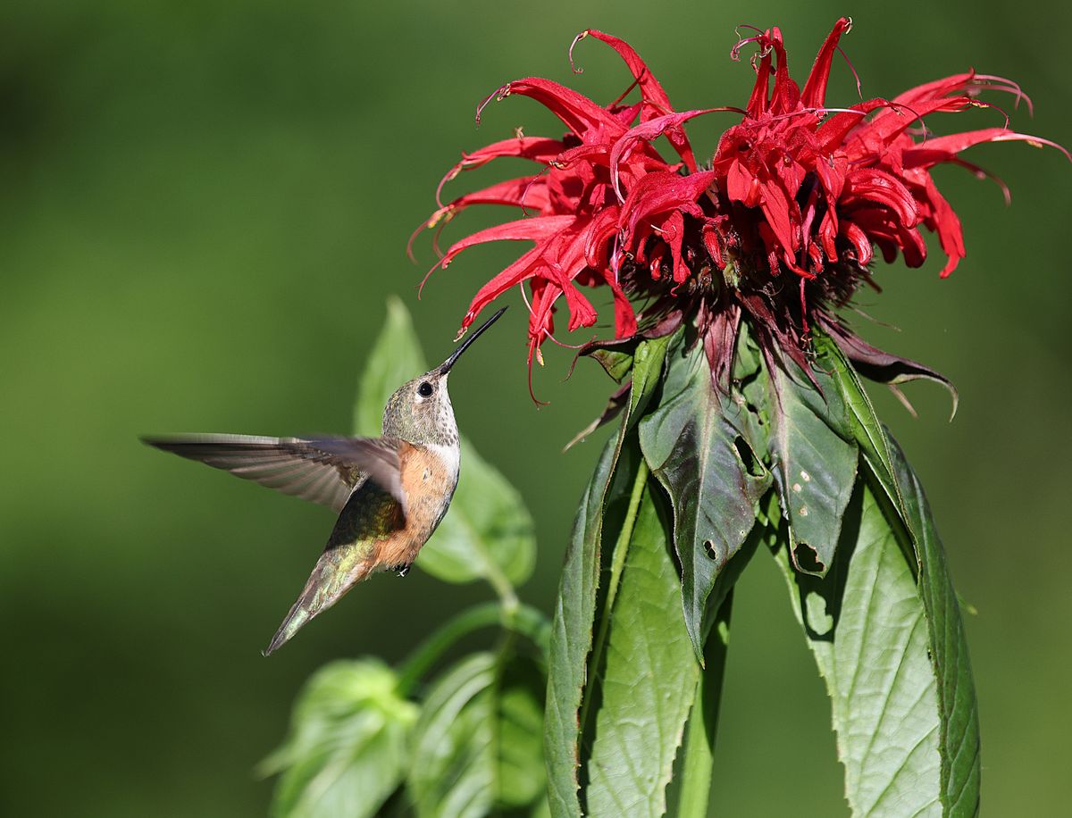 A vibrant view of a Rufous Hummingbird feeding from a red Monarda flower in daylight.