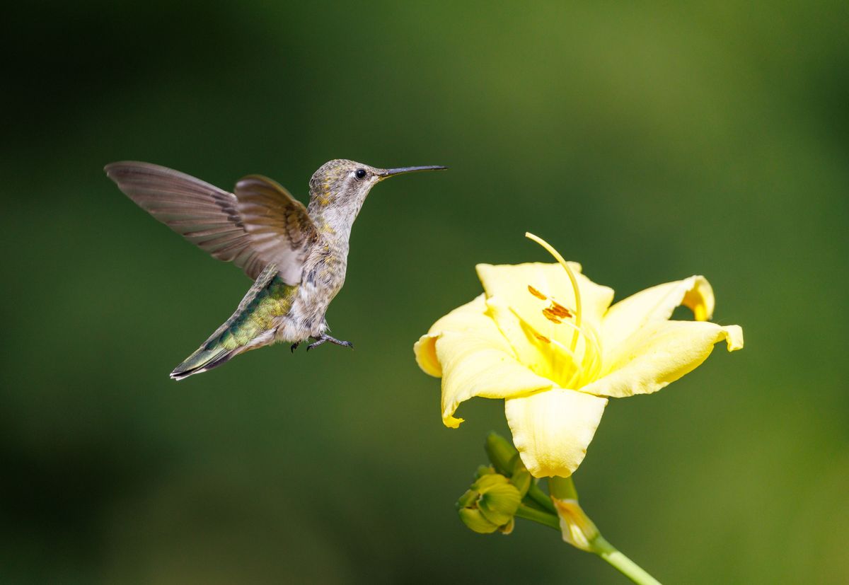 A hummingbird hovers near a bright yellow flower in a serene outdoor setting.