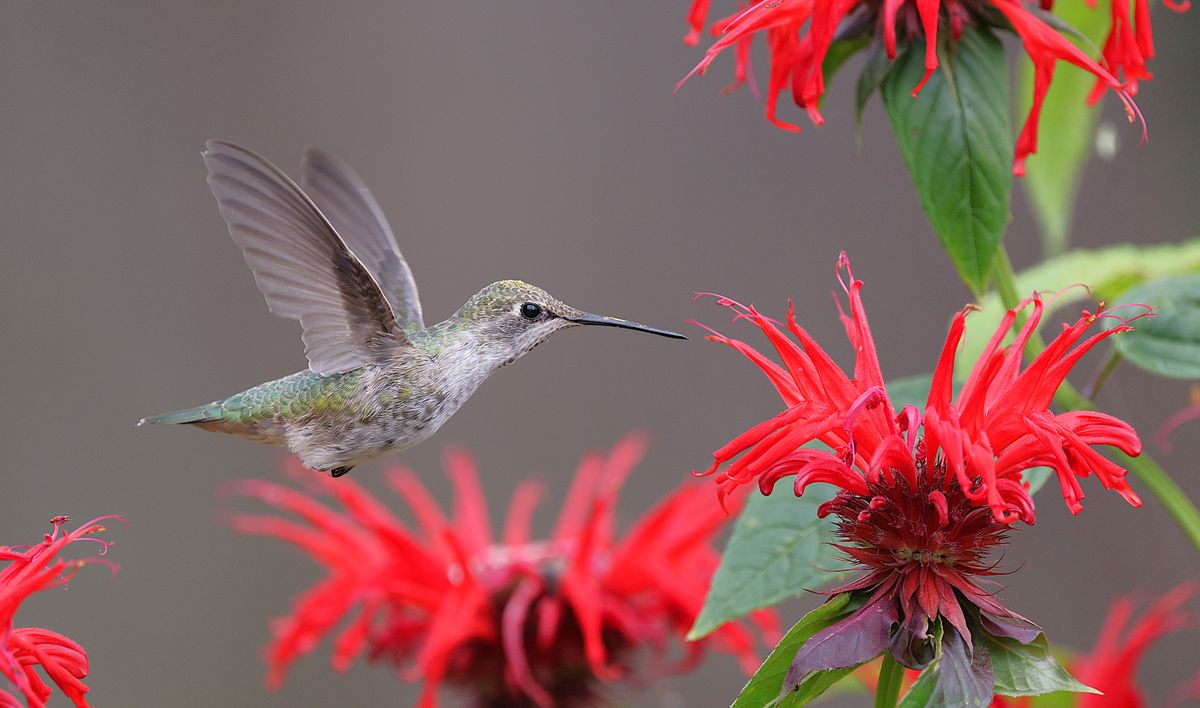 A close-up shot of an Anna's hummingbird in flight next to bright red flowers.