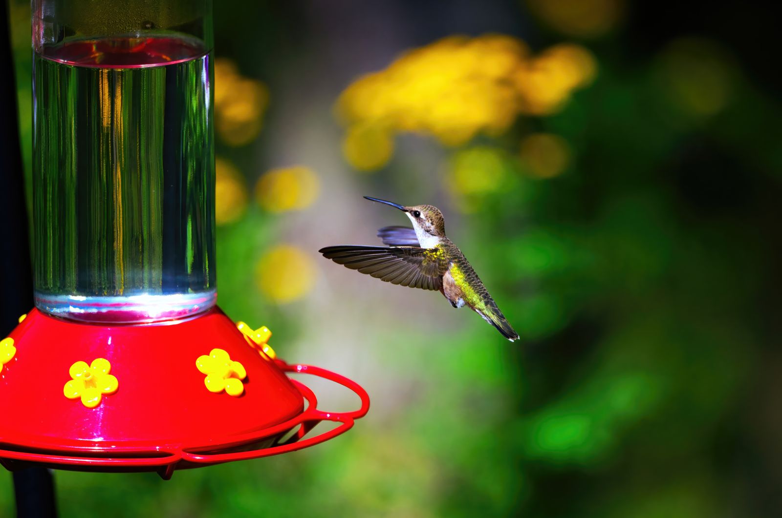 Keep Your Garden Glowing: How to Care for and Troubleshoot Your Solar Hummingbird Feeder Light