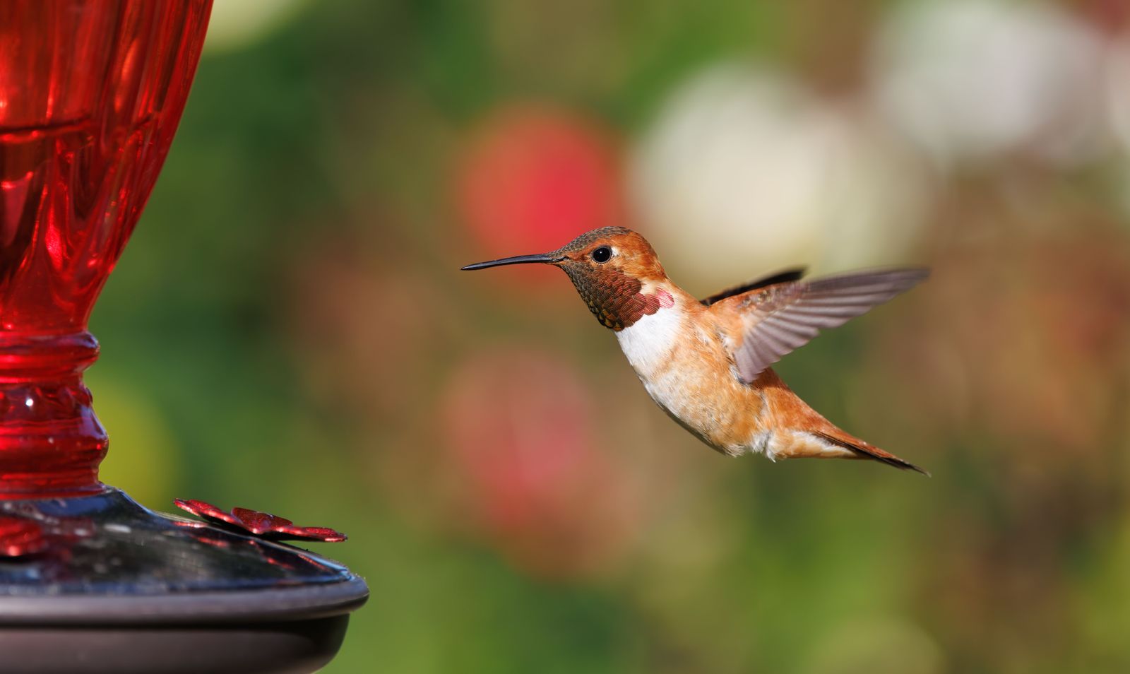 Keep Your Garden Glowing: How to Care for and Troubleshoot Your Solar Hummingbird Feeder Light