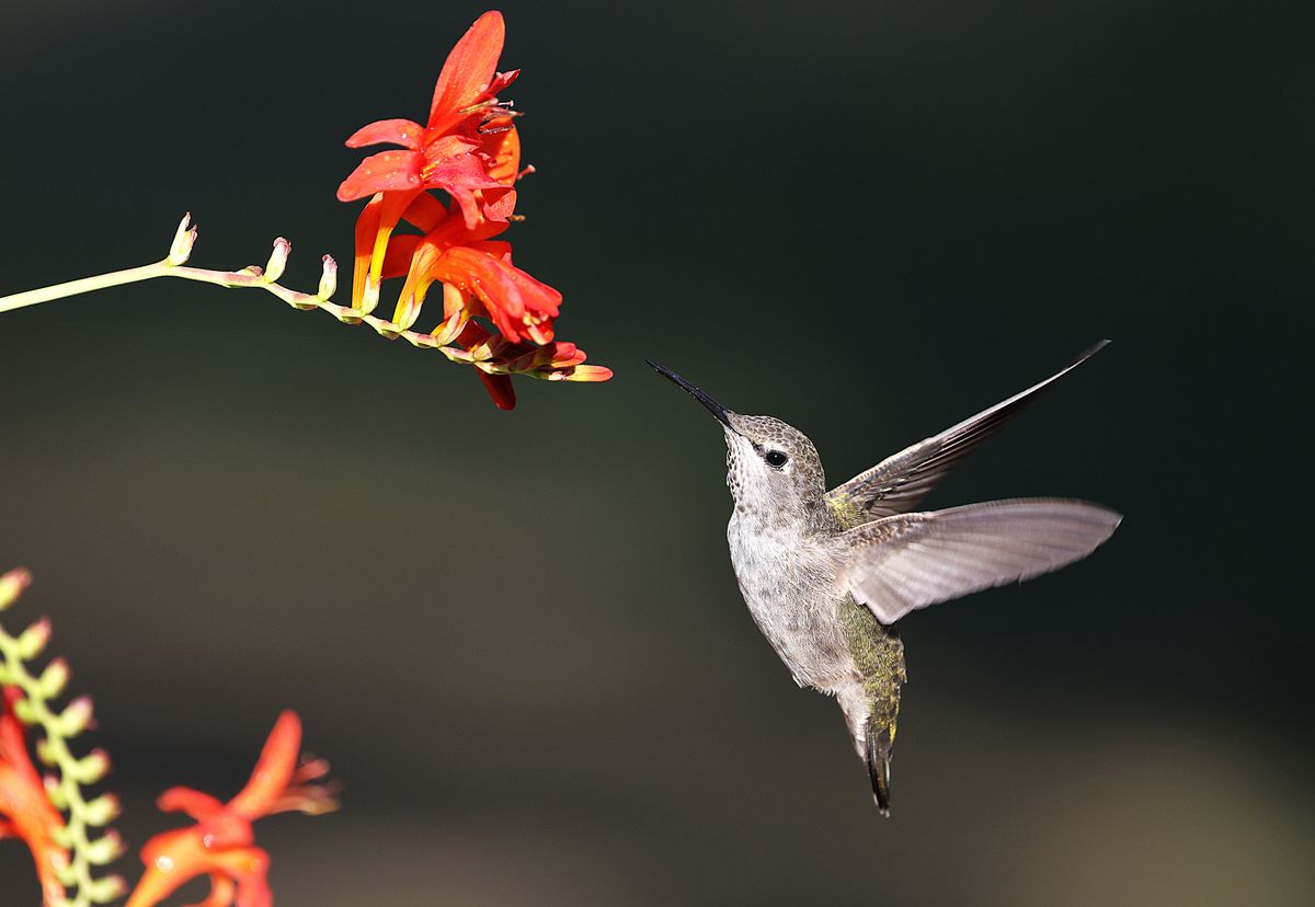 Close-up of an Anna's hummingbird feeding on vibrant red flowers, showcasing its delicate wings.