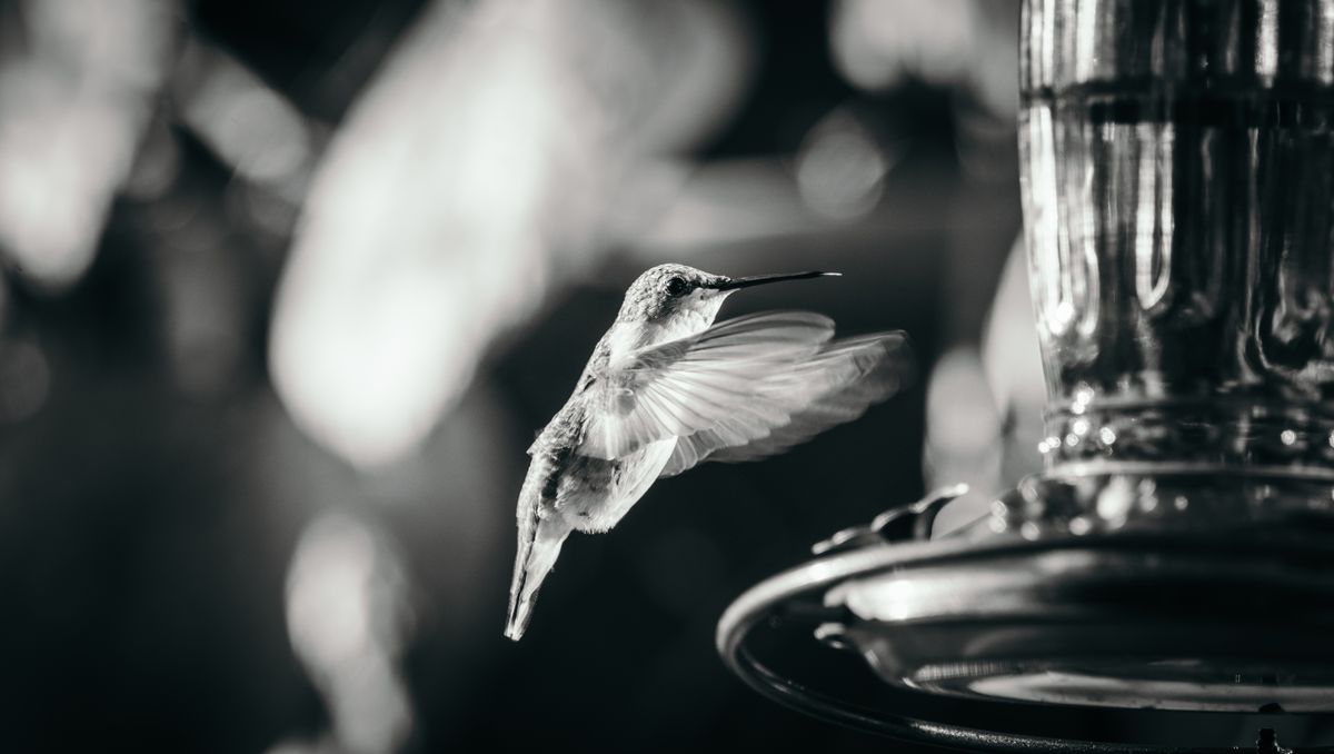 A monochrome image of a hummingbird hovering near a bird feeder, captured mid-flight.