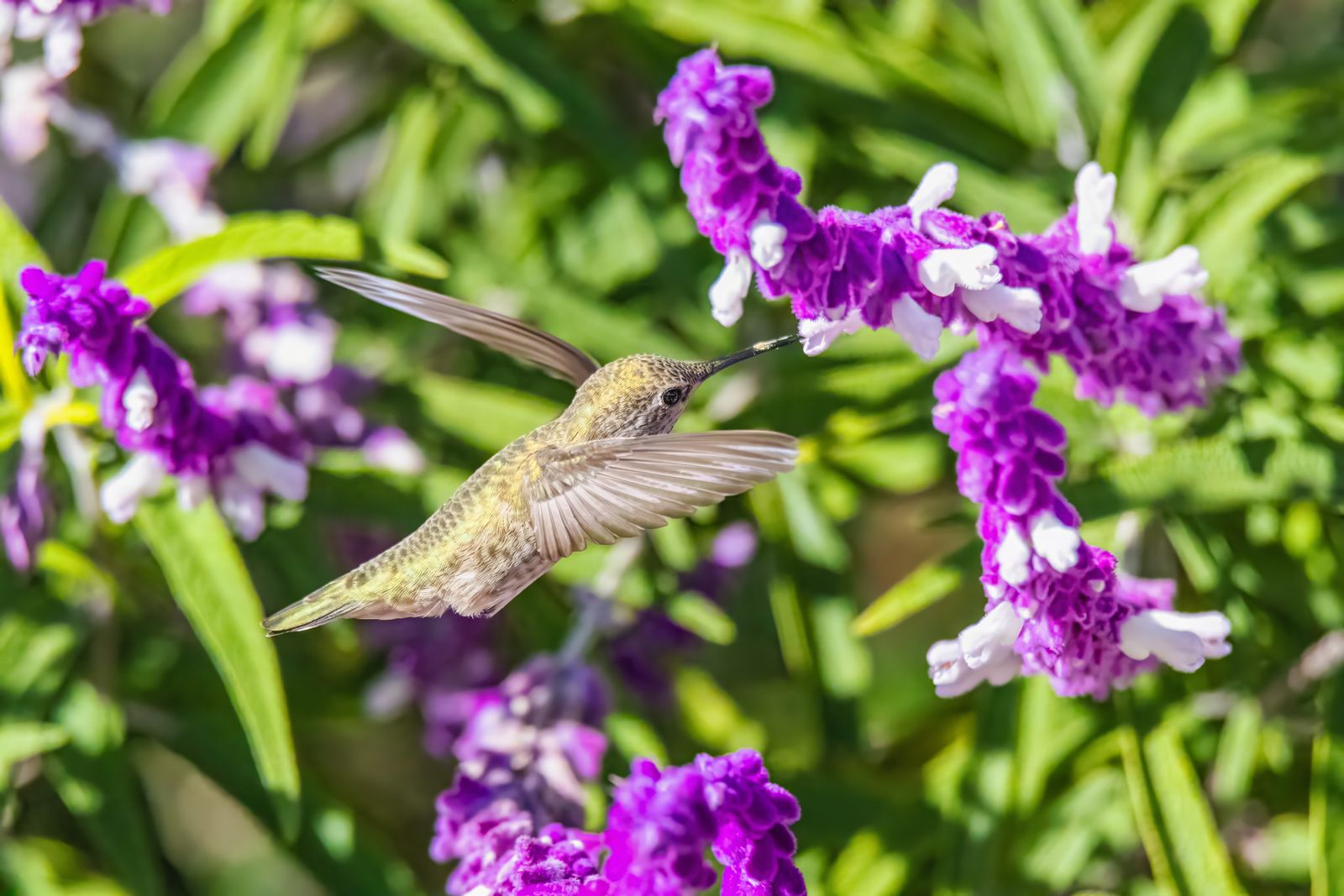 How to Set Up and Use an Ant Moat for Pest-Free Hummingbird Feeding