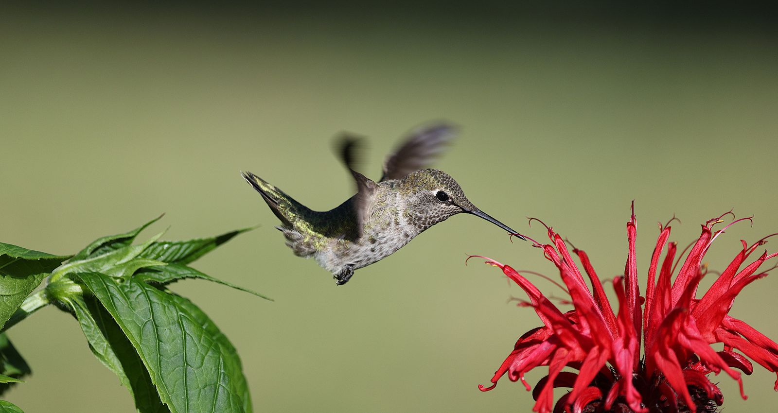 How to Set Up and Use an Ant Moat for Pest-Free Hummingbird Feeding