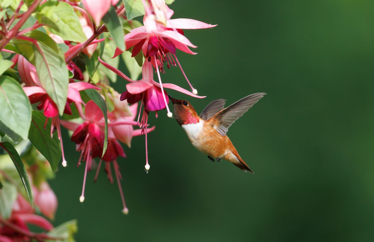 Rufous hummingbird feeding on vivid pink fuchsia flowers against a lush green background.