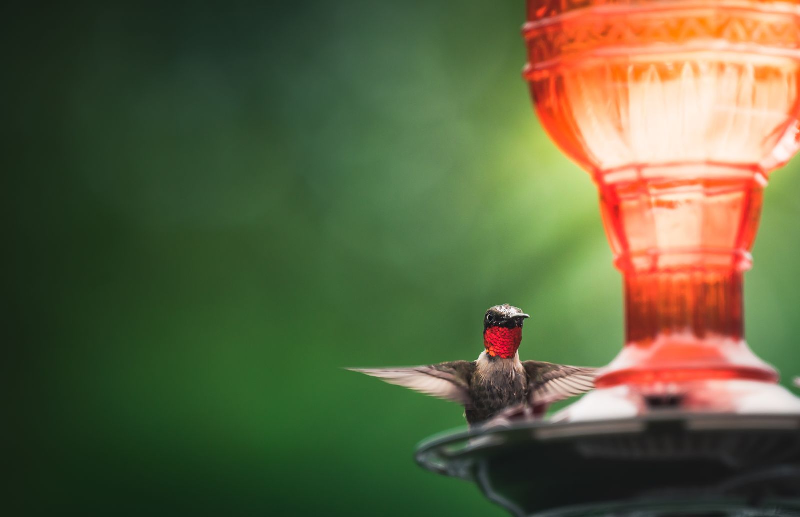 Setting Up a Hummingbird Feeder in a Very Small Courtyard