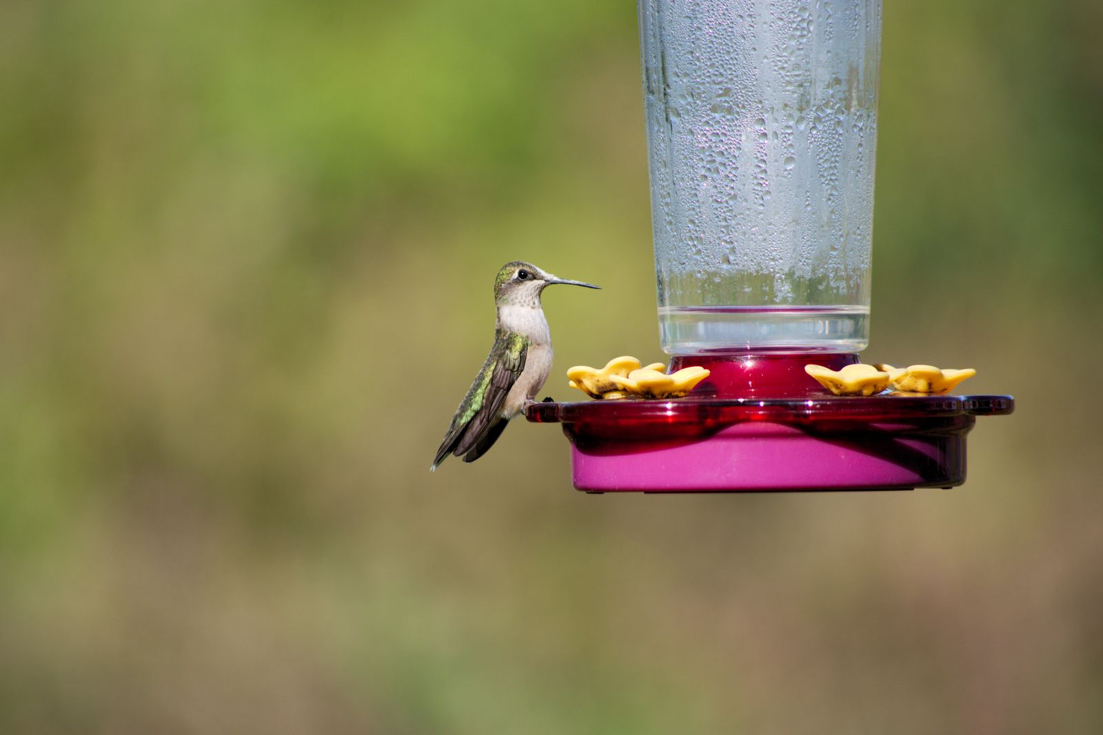 Setting Up a Hummingbird Feeder in a Very Small Courtyard