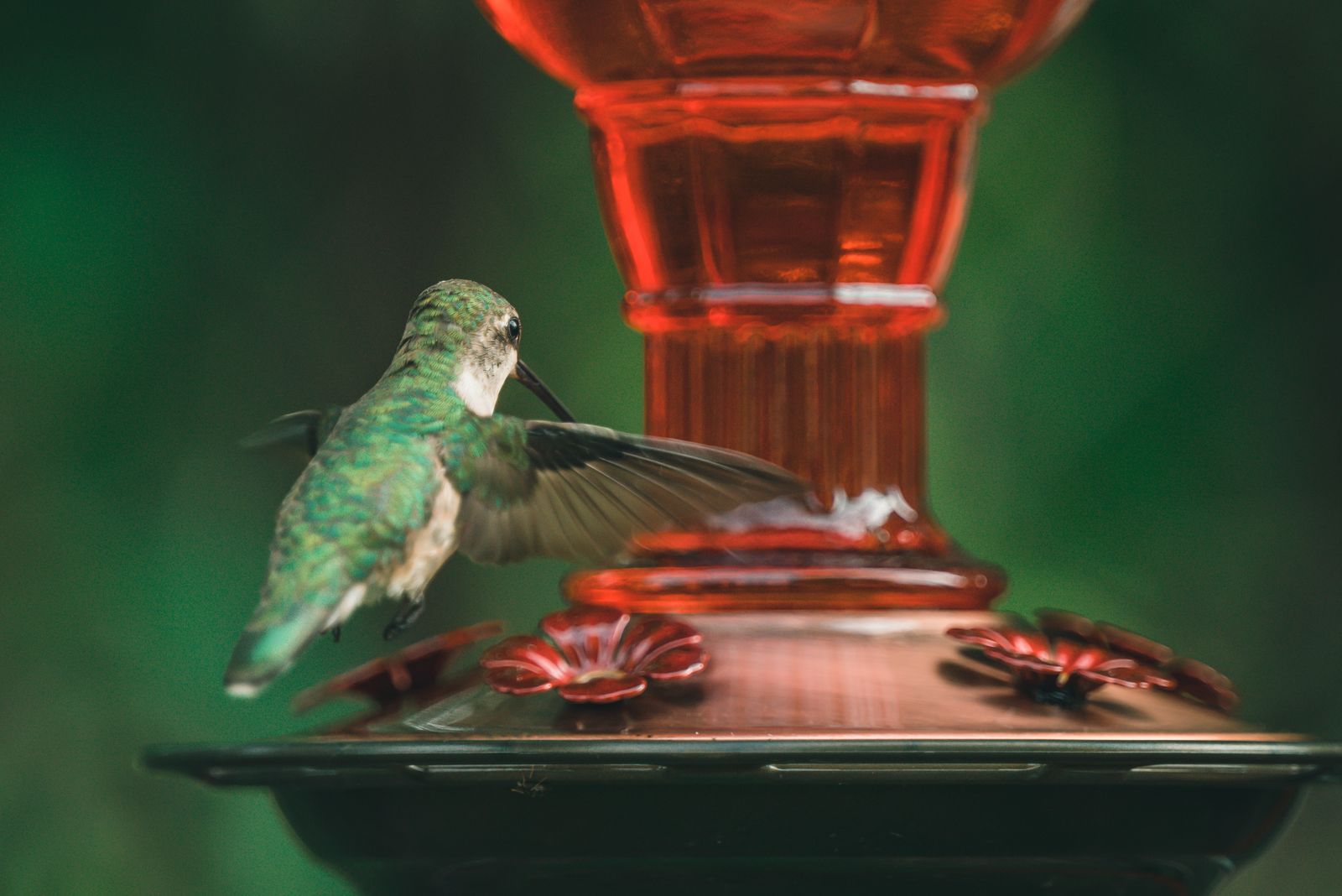 Placing a Hummingbird Feeder Near a Window Without Causing Strikes