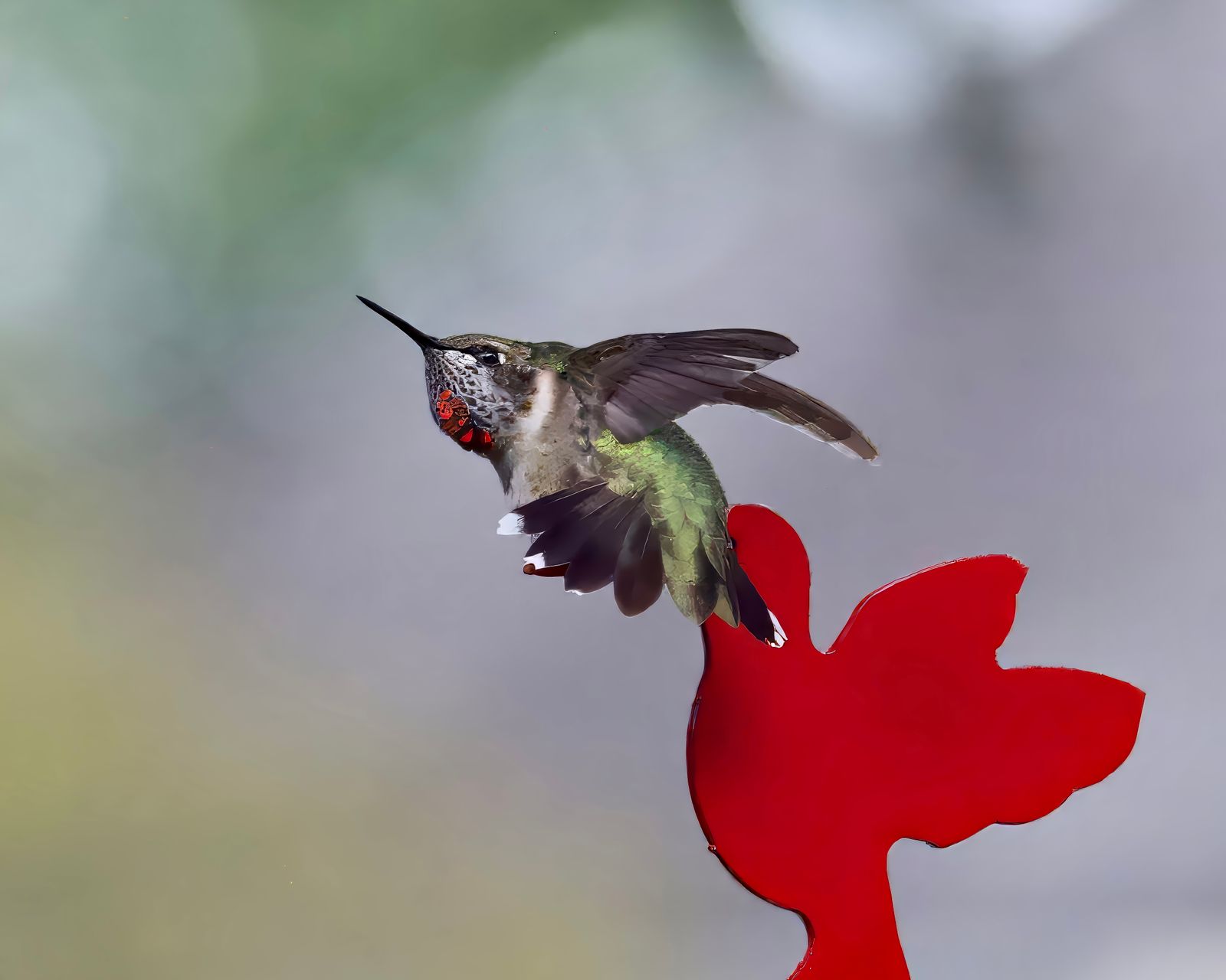 Placing a Hummingbird Feeder Near a Window Without Causing Strikes
