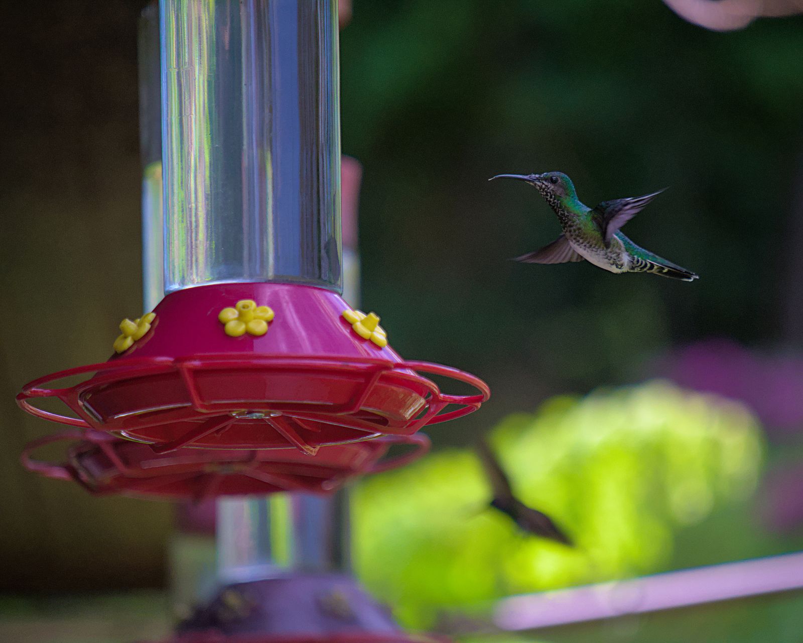 Hummingbird Feeder Gasket and O-Ring Maintenance: FAQs for a Drip-Free Garden
