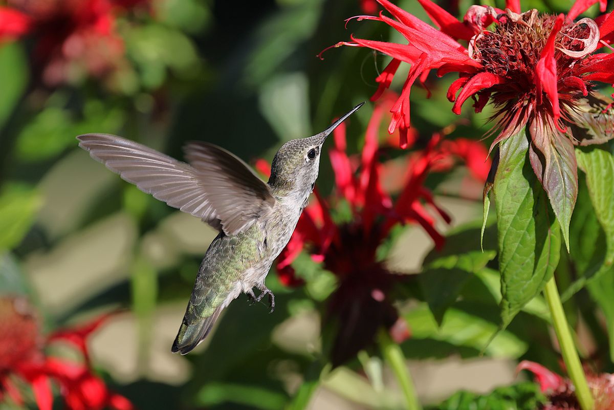 A vibrant Anna's hummingbird in flight beside red flowers on a sunny day.