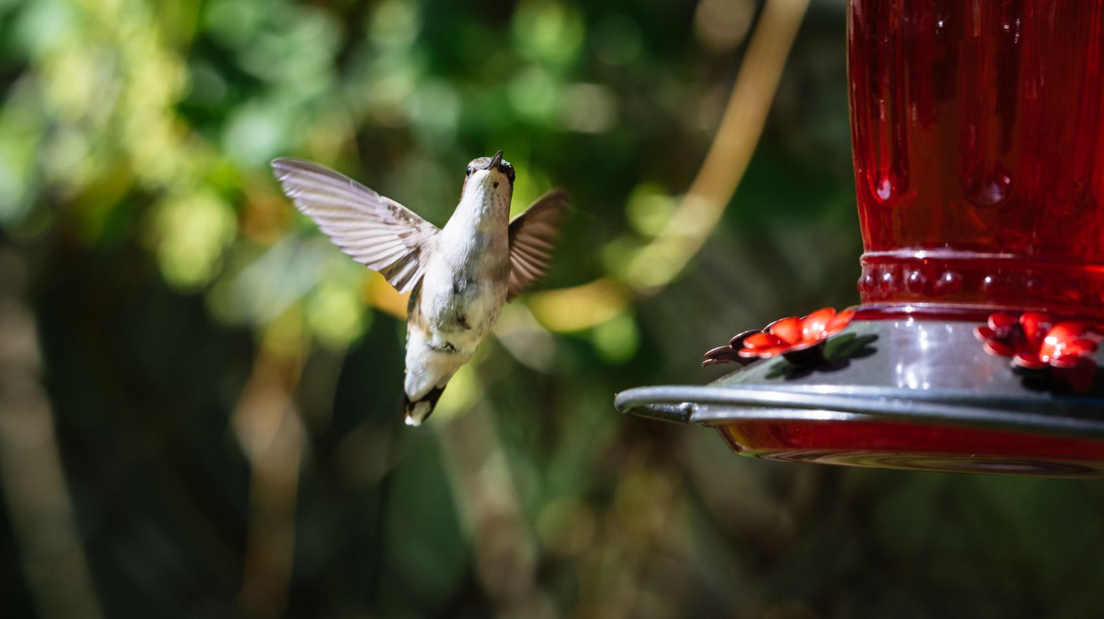 Going Away for a Week: A Practical Plan for Your Hummingbird Feeder