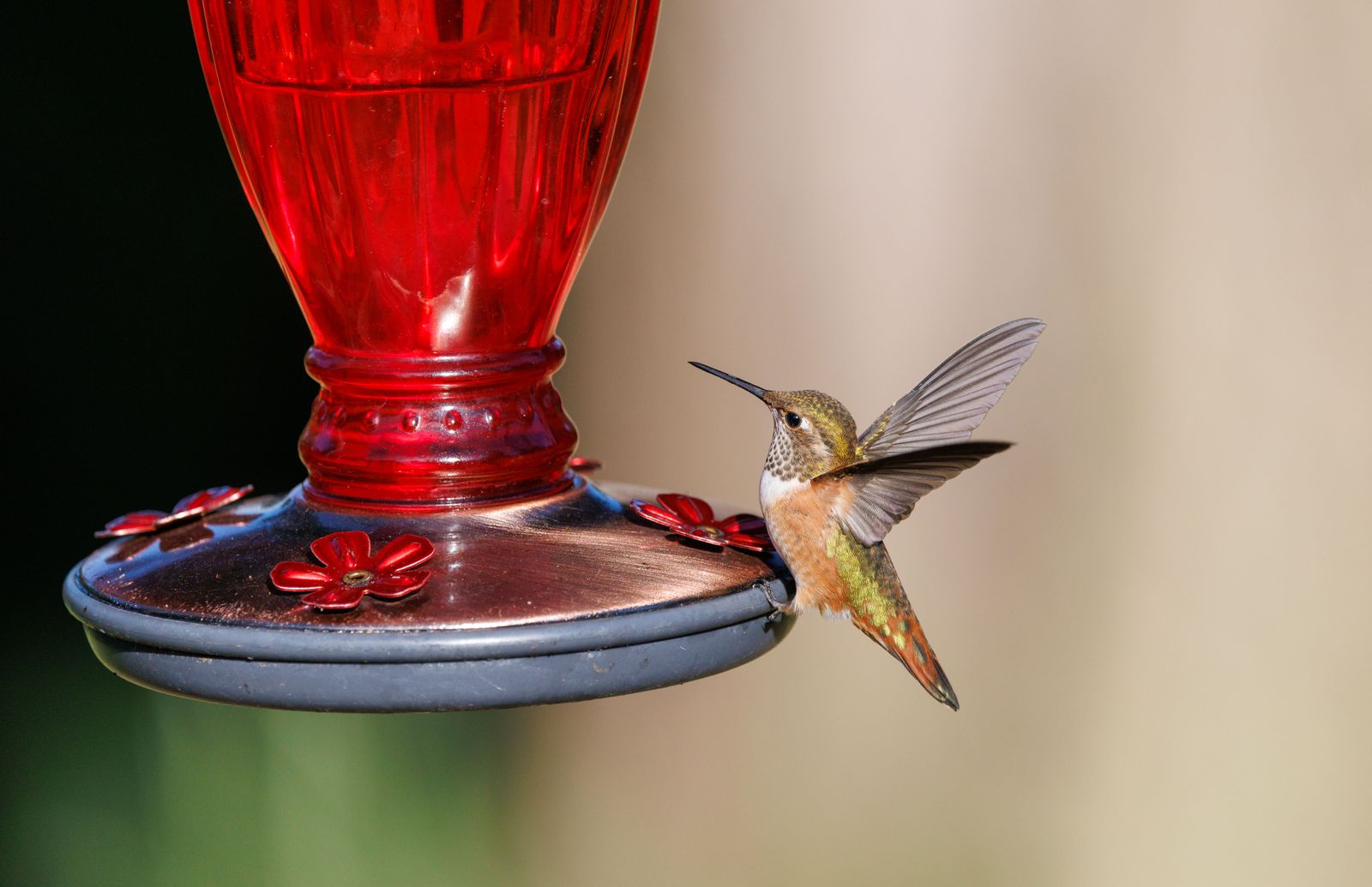 Hanging a Hummingbird Feeder in a Windy Yard: Placement That Holds