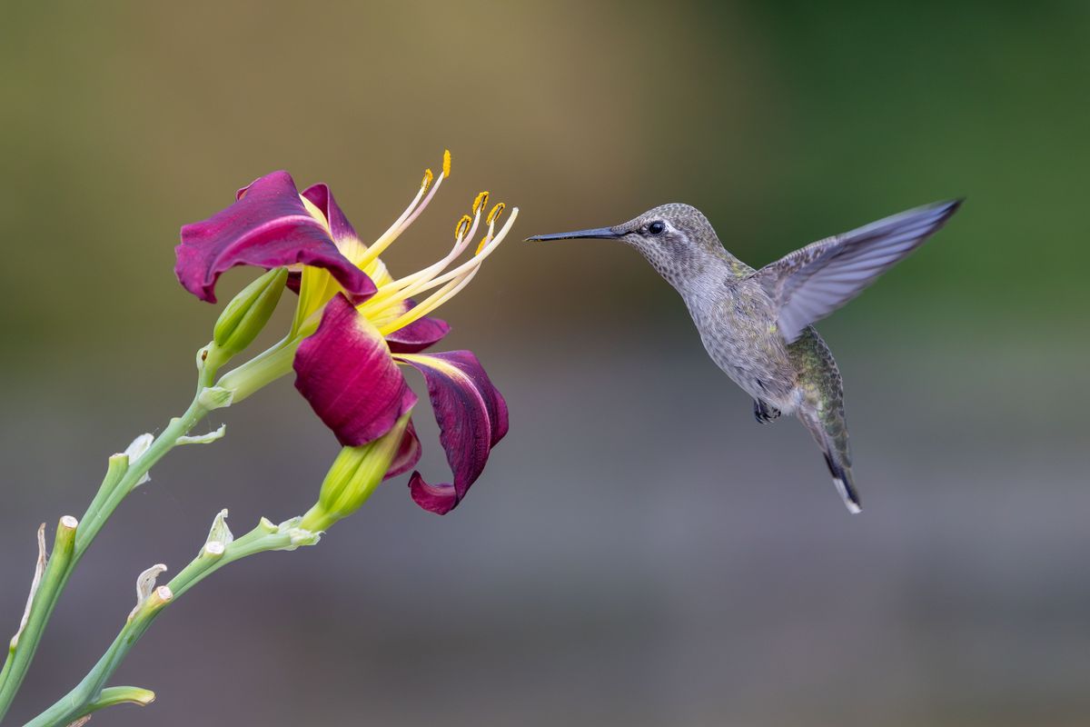 A stunning photograph of a hummingbird flying towards a vibrant purple lily in a garden setting.