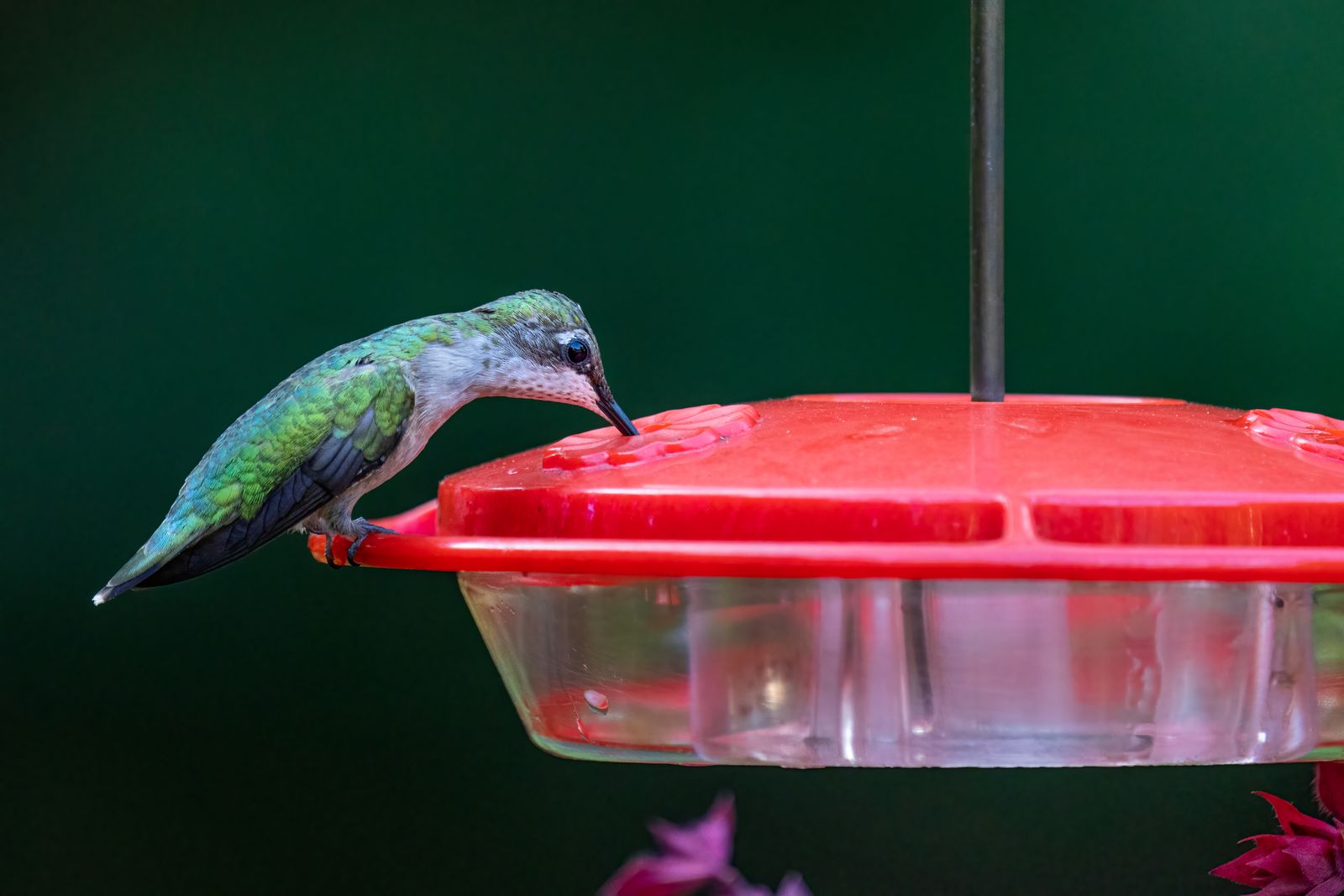 Hummingbird Nesting Season: What Changes at Your Feeder