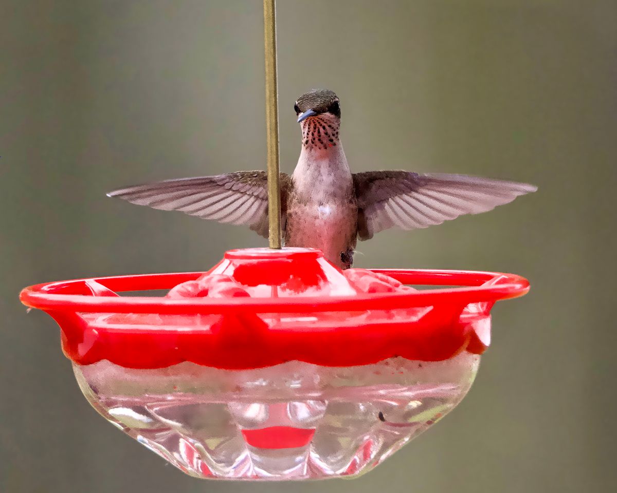 A hummingbird captured mid-flight at a vibrant red feeder in Athens, Alabama.