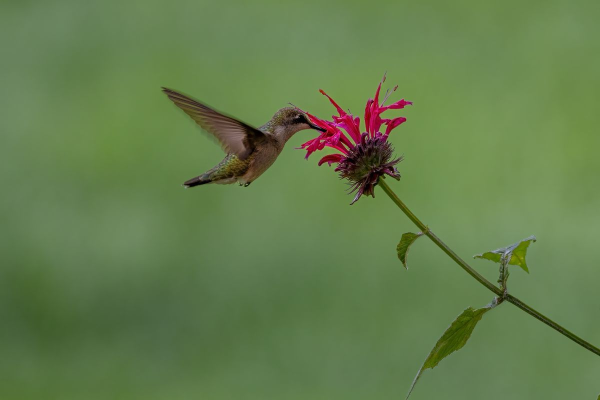A hummingbird hovers beside a red bee balm flower against a green blurred background.