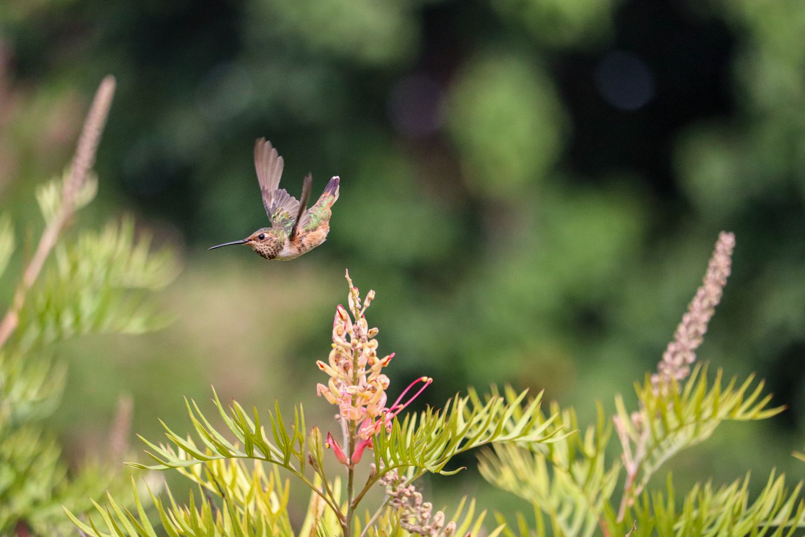 Beat the Summer Crawlers: Protecting Glass Hummingbird Feeders During Heatwaves
