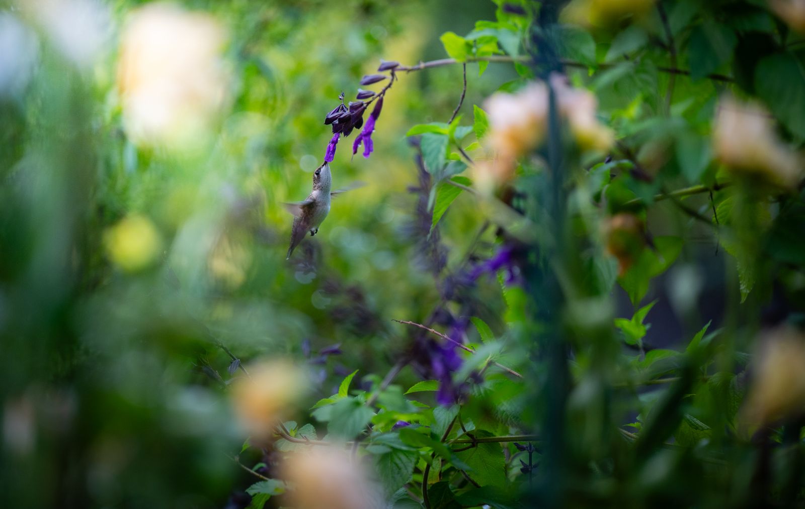 Beat the Summer Crawlers: Protecting Glass Hummingbird Feeders During Heatwaves