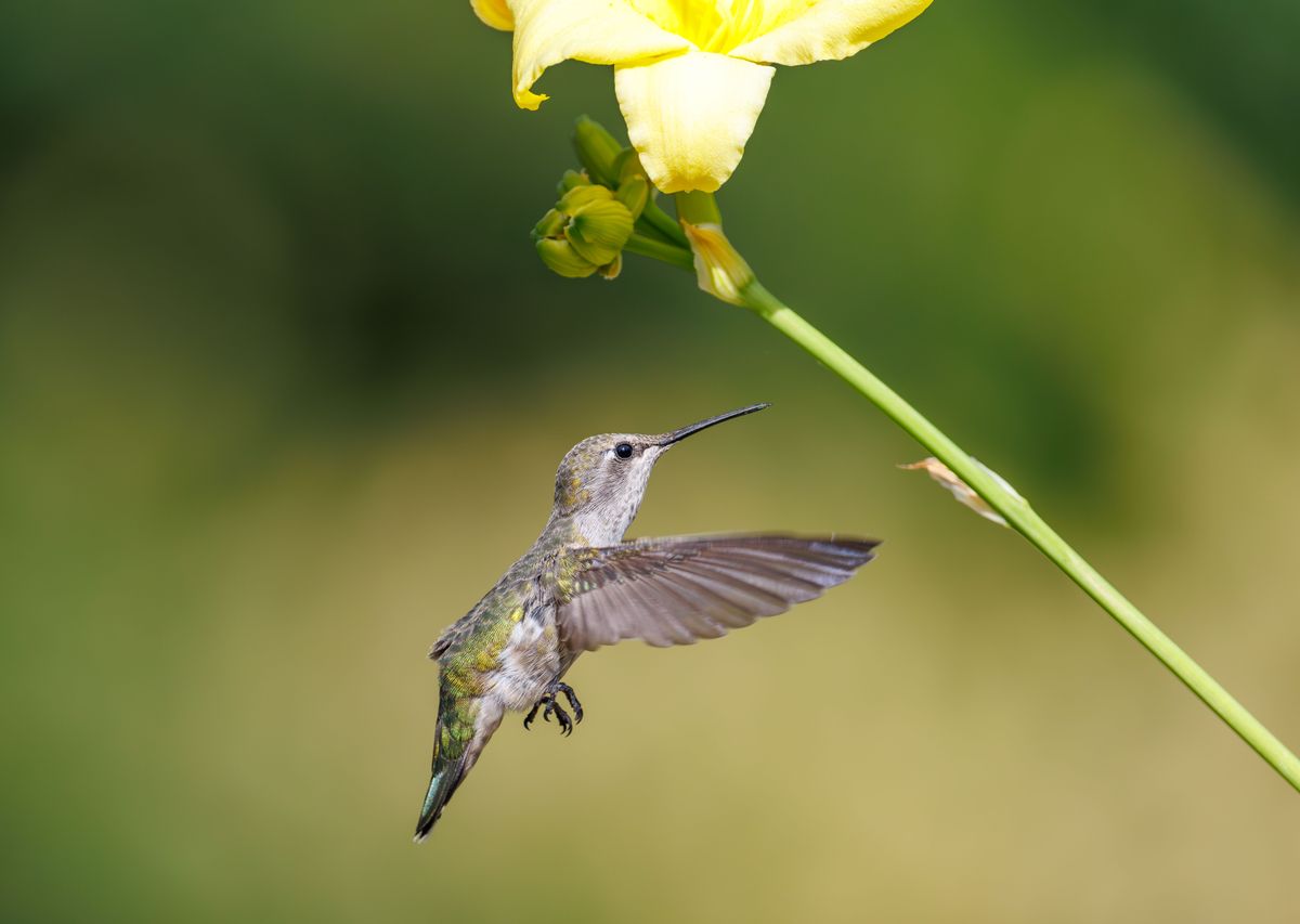 A hummingbird gracefully hovers near a vibrant yellow flower, showcasing nature's beauty in daylight.