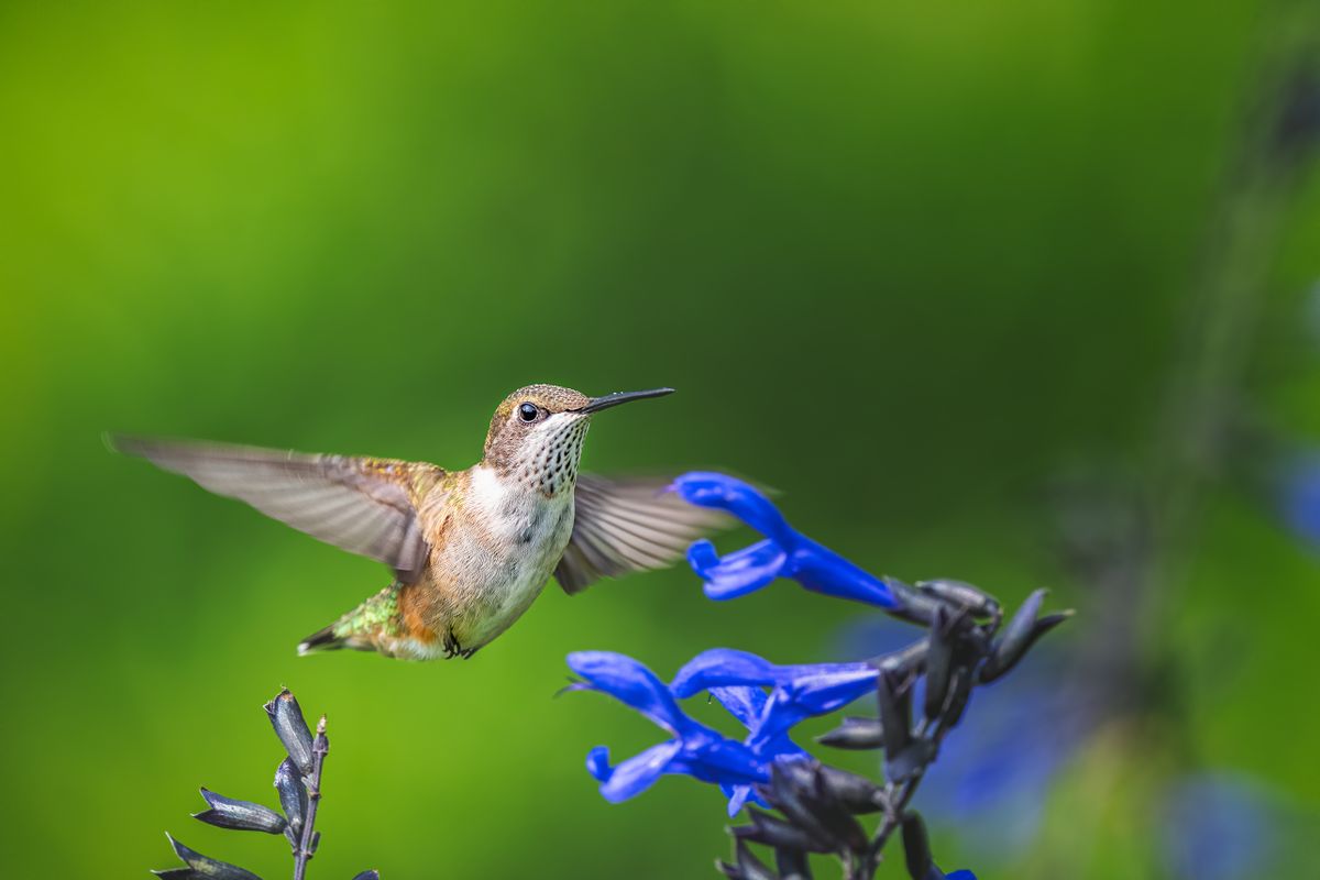 Scenery of small gray hummingbird soaring over bright blue flowers in lush summer forest