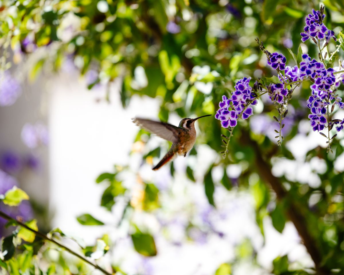 A hummingbird in motion near blooming purple flowers, set against lush greenery.