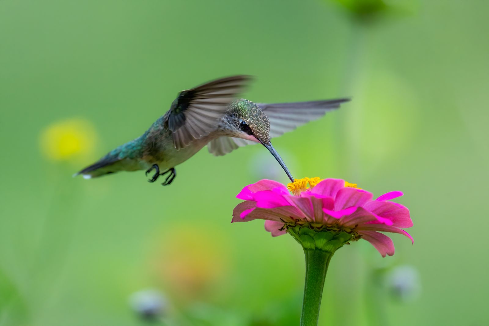 Keeping Squirrels and Larger Birds Away From a Nectar Feeder