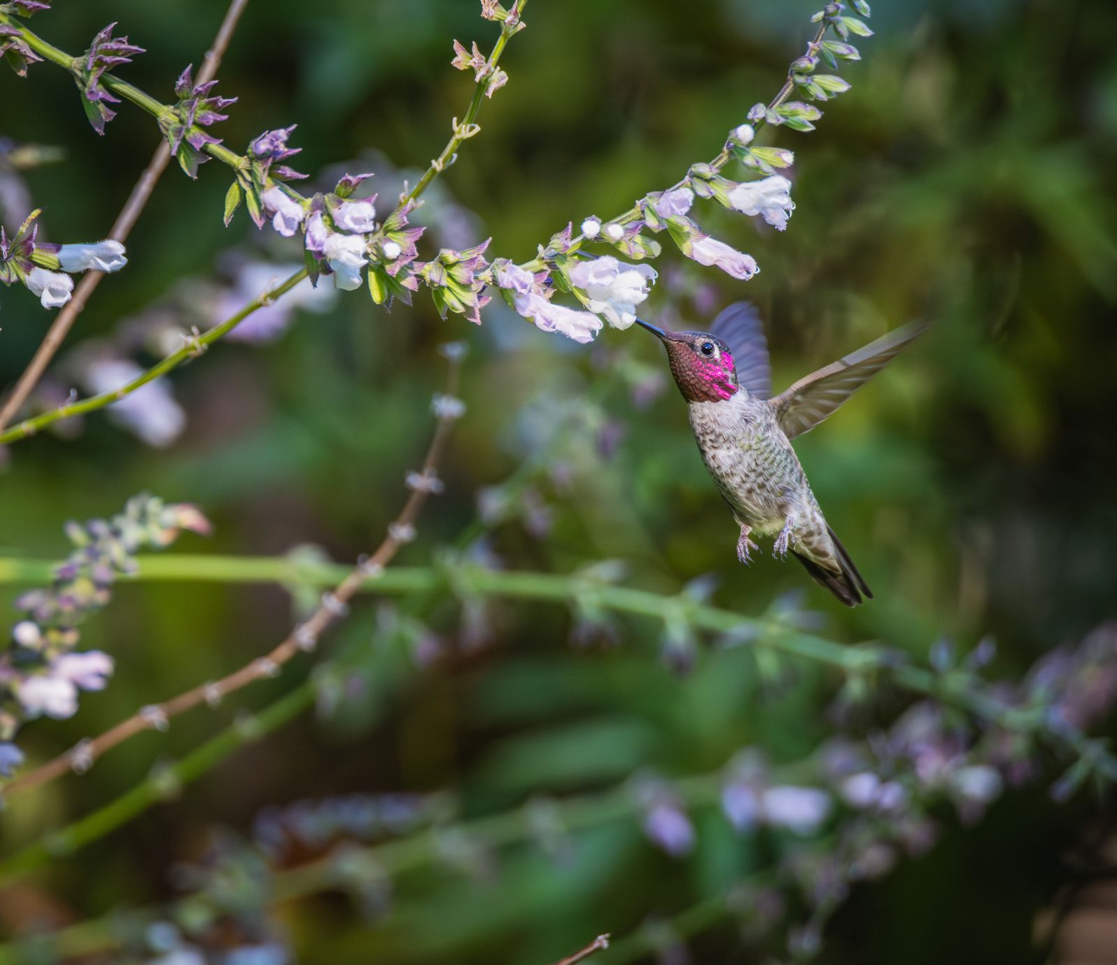 Keeping Squirrels and Larger Birds Away From a Nectar Feeder