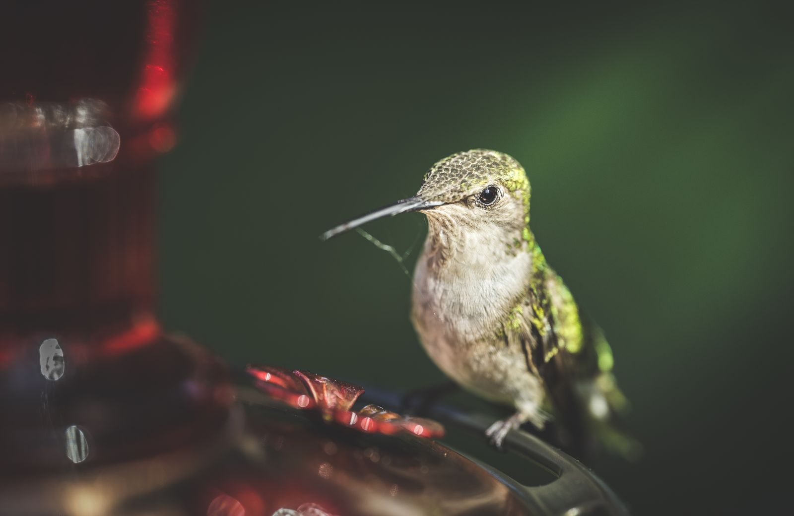 Keeping a Simple Record of Which Birds Visit Your Feeder
