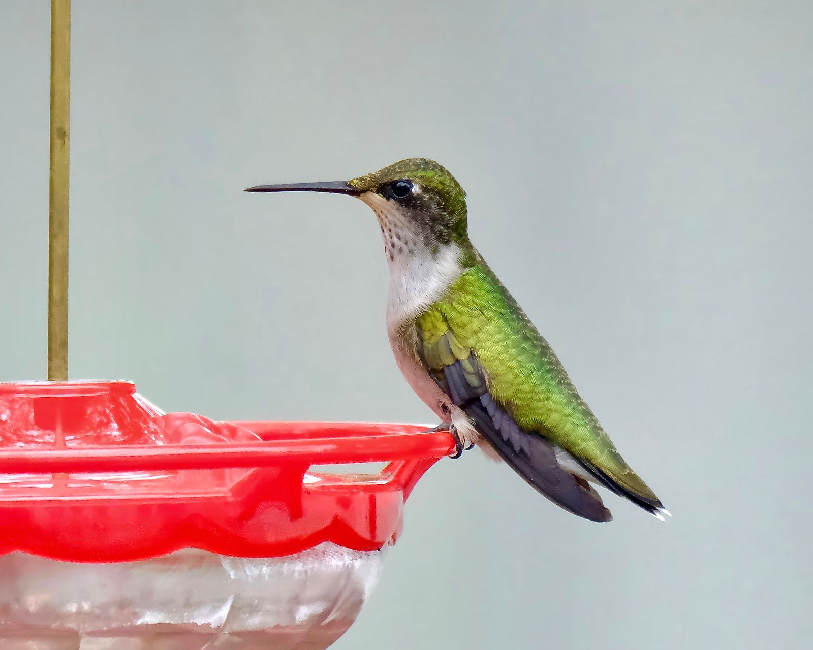 Letting Children Help With Hummingbird Feeder Care: What to Hand Over and When