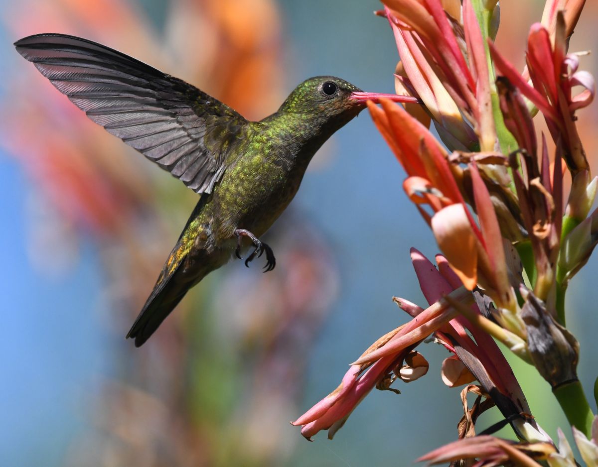 An emerald-colored hummingbird gracefully feeding on bright orange flowers, captured in vibrant detail.